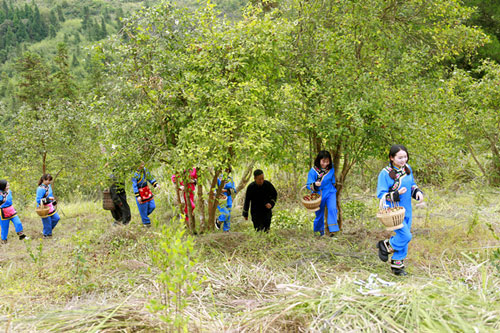 湖北有機(jī)山茶油