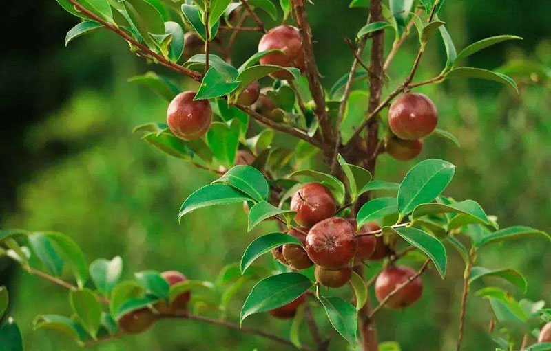 湖北山茶油廠家介紹紅花油茶和白花油茶的區(qū)別 湖北山茶油廠家