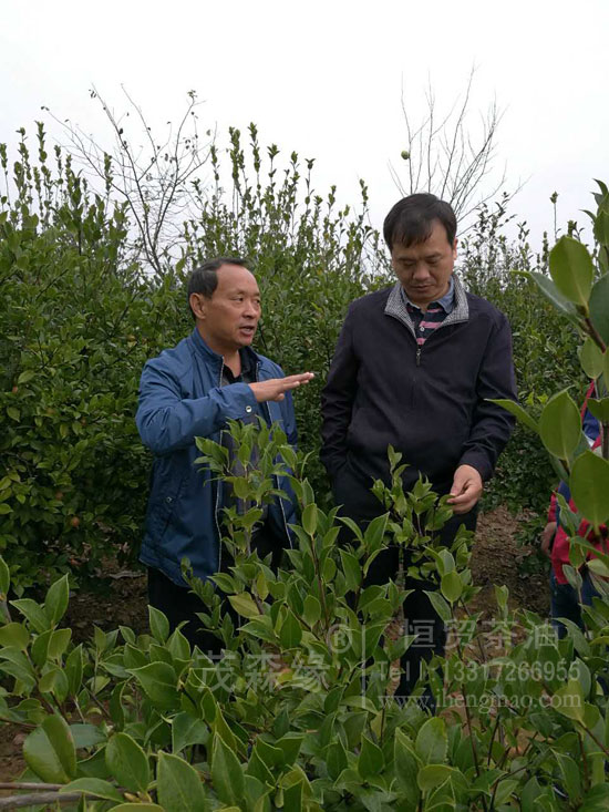 我公司參加全國(guó)油茶產(chǎn)業(yè)發(fā)展技術(shù)培訓(xùn) 湖北有機(jī)山茶油