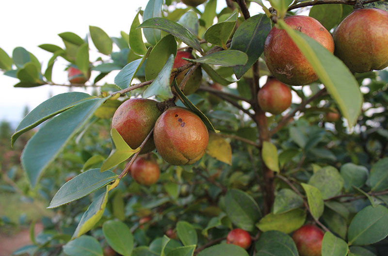 湖北恒貿(mào)茶油有限公司 湖北恒貿(mào)茶油有限公司