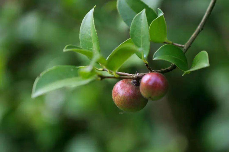 了解茶油樹(shù)施肥的要求 湖北山茶油廠家