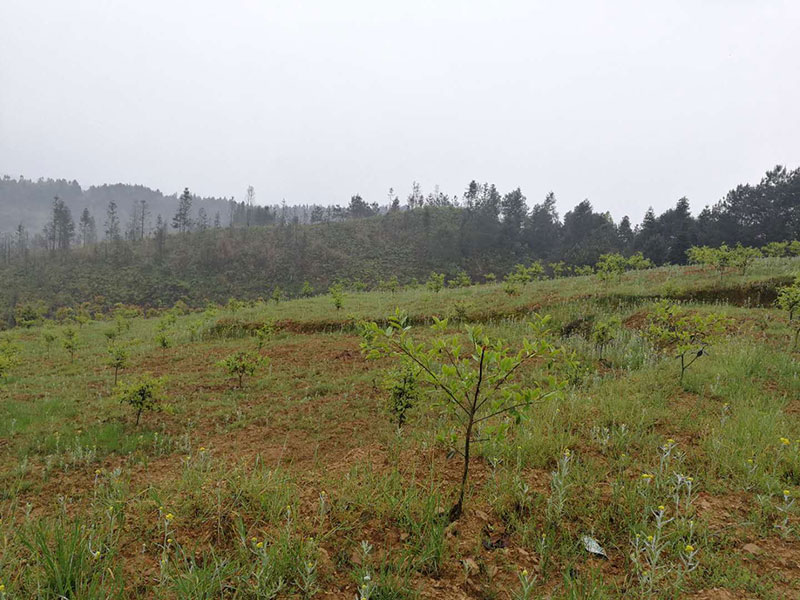 湖北有機(jī)山茶油