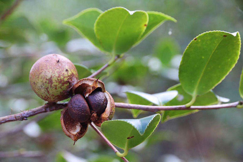 使用山茶油如何保存 湖北有機(jī)山茶油