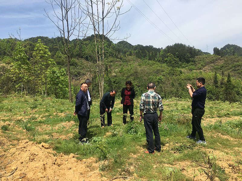 湖北有機(jī)山茶油 湖北有機(jī)山茶油