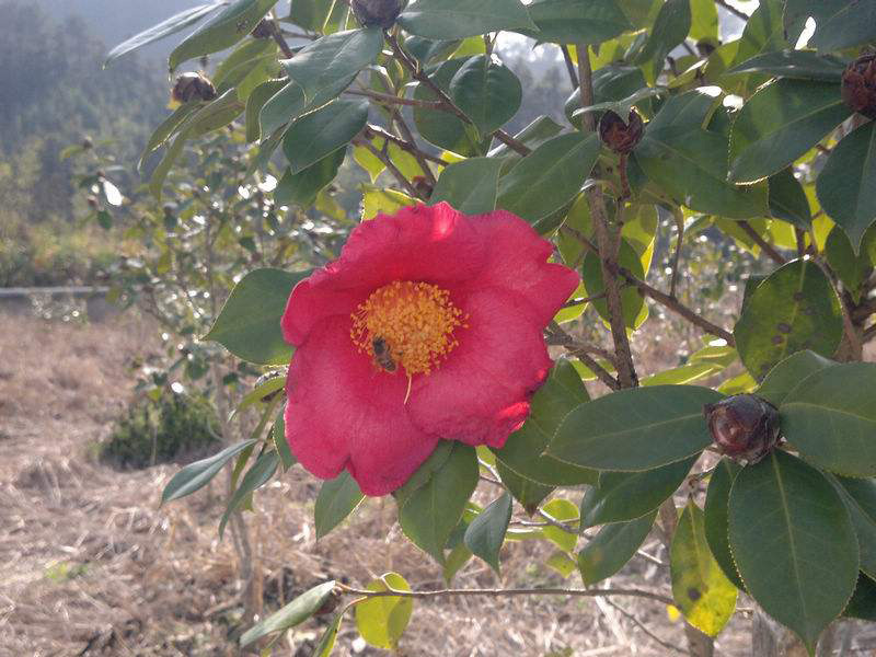 湖北山茶油廠家